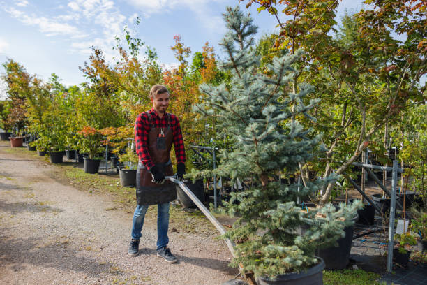 Best Arborist Consultation Services  in Rouse, CA